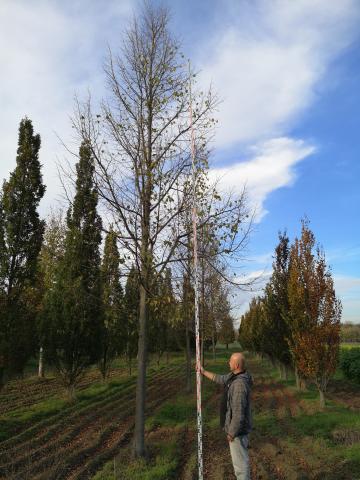 Tilia platyphylla 'Typ Starkl'